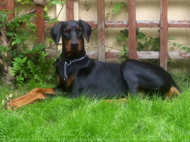 Photo de Dobermann