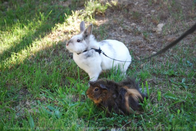 Photo de Races diffrentes