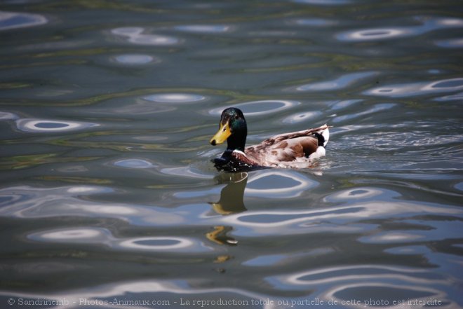 Photo de Canard