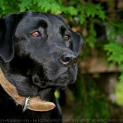 Photo de Labrador retriever