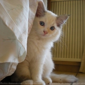 Photo de Ragdoll