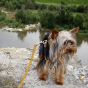 Photo de Yorkshire terrier