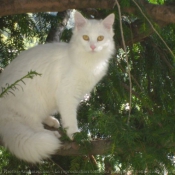 Photo d'Angora turc