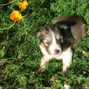 Photo de Chien de berger des shetland