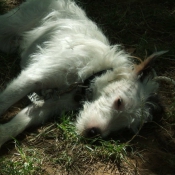 Photo de Jack russell terrier