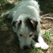 Photo de Jack russell terrier