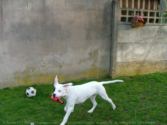 Photo de Dogue argentin