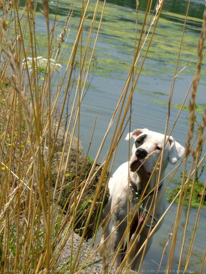 Photo de Dogue argentin