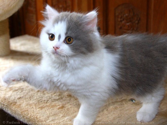 Photo de British longhair