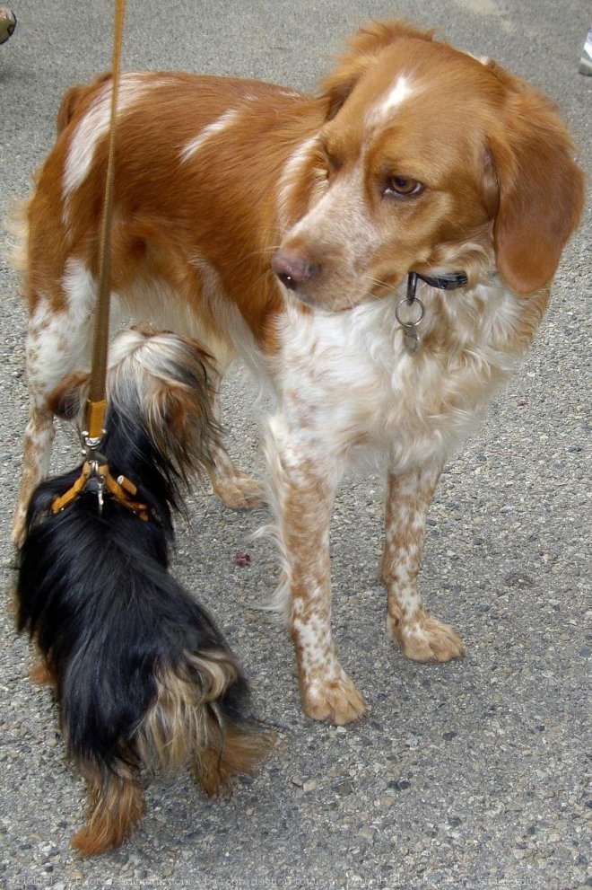 Photo de Yorkshire terrier