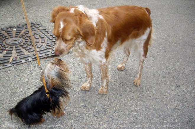 Photo de Yorkshire terrier