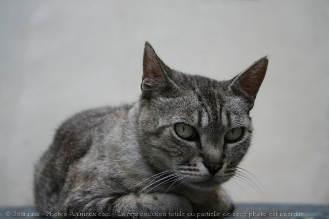 Photo de Chat domestique