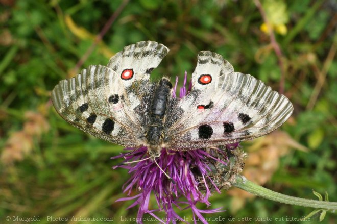 Photo de Papillon