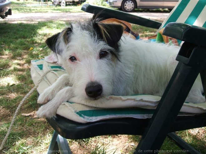 Photo de Jack russell terrier