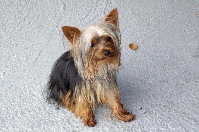 Photo de Yorkshire terrier