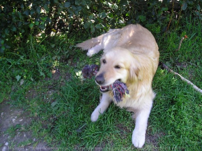 Photo de Golden retriever