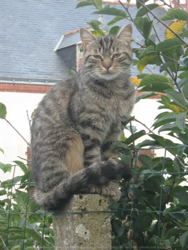 Photo de Chat domestique