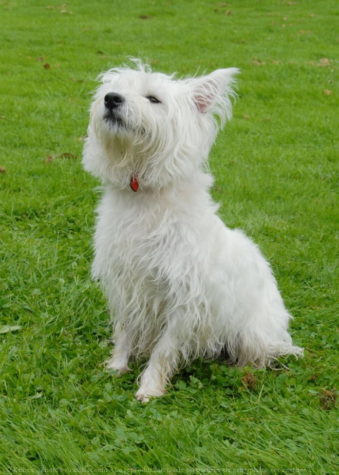 Photo de West highland white terrier