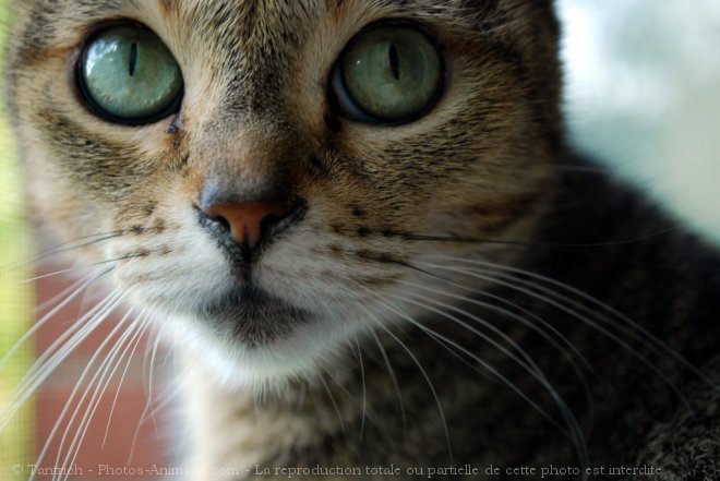 Photo de Chat domestique