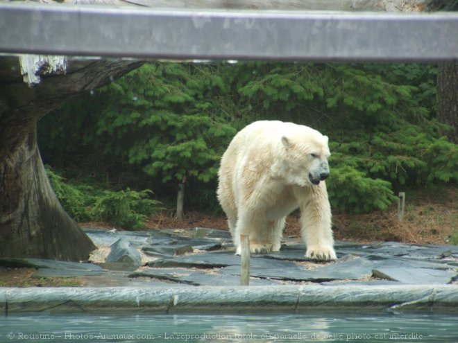 Photo d'Ours