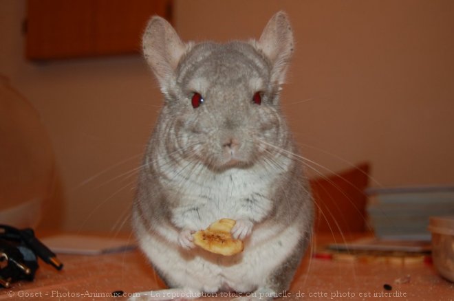 Photo de Chinchilla