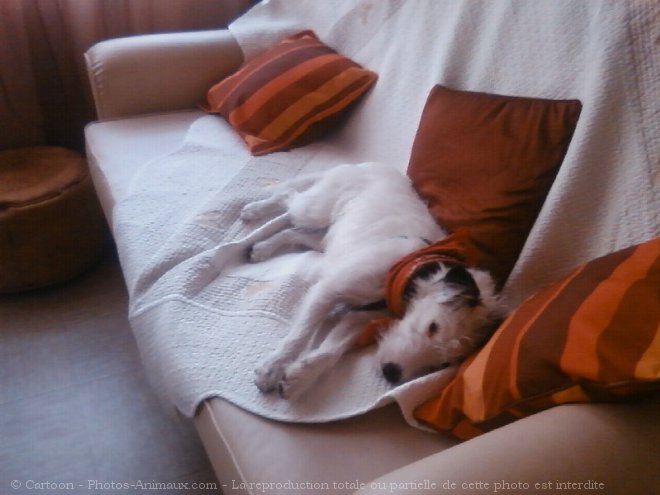 Photo de Jack russell terrier