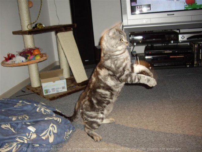 Photo de Selkirk rex poil court