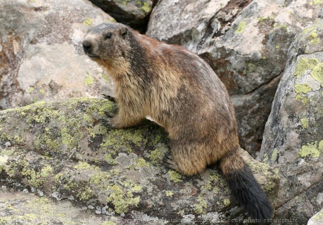 Photo de Marmotte