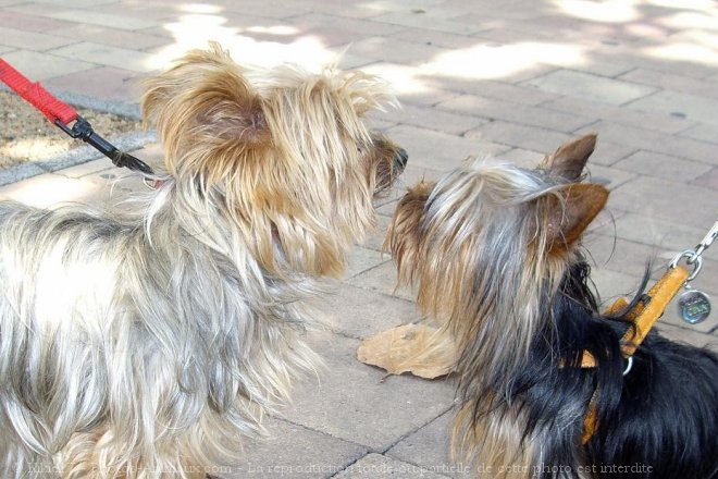 Photo de Yorkshire terrier