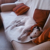 Photo de Jack russell terrier