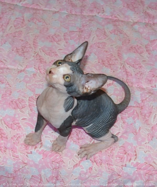 Photo de Sphynx