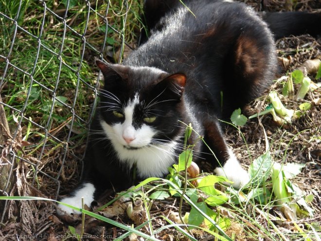 Photo de Chat domestique