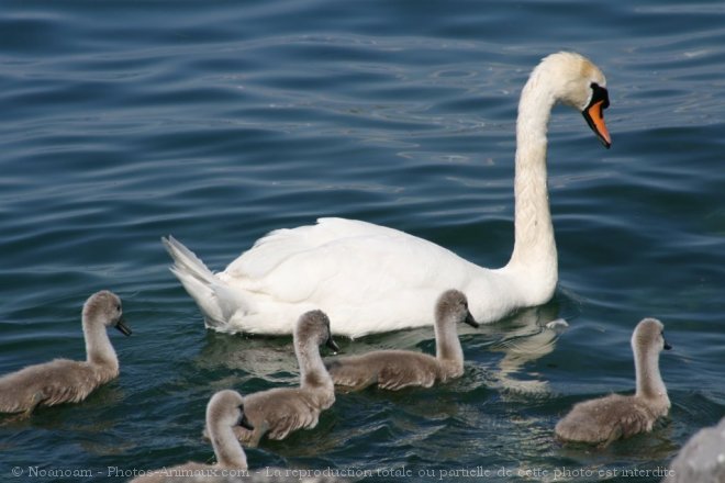 Photo de Cygne