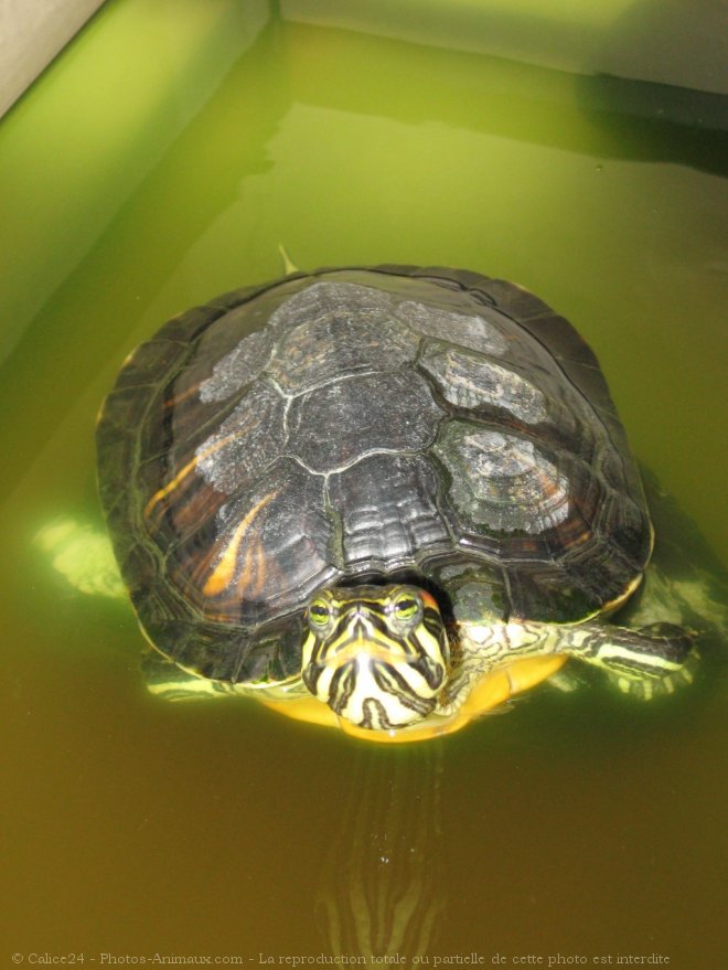 Photo de Tortue