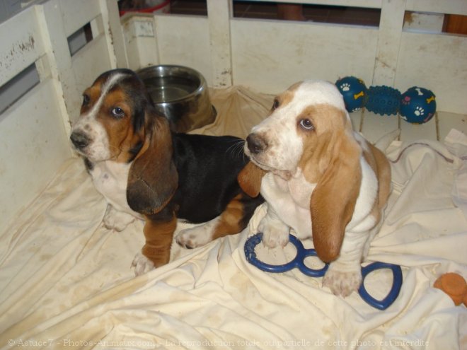 Photo de Basset hound