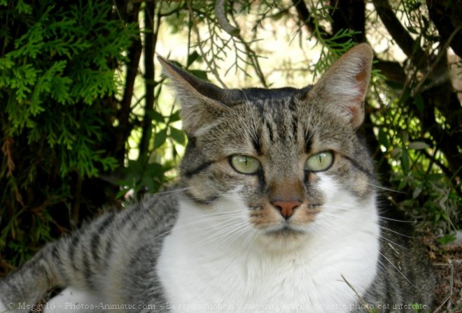 Photo de Chat domestique