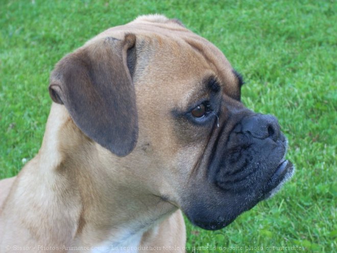 Photo de Boxer