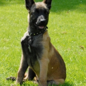 Photo de Berger belge malinois