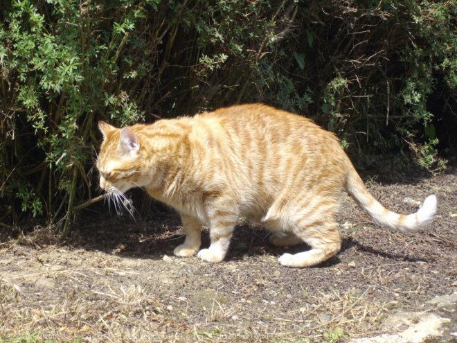 Photo d'Ocicat