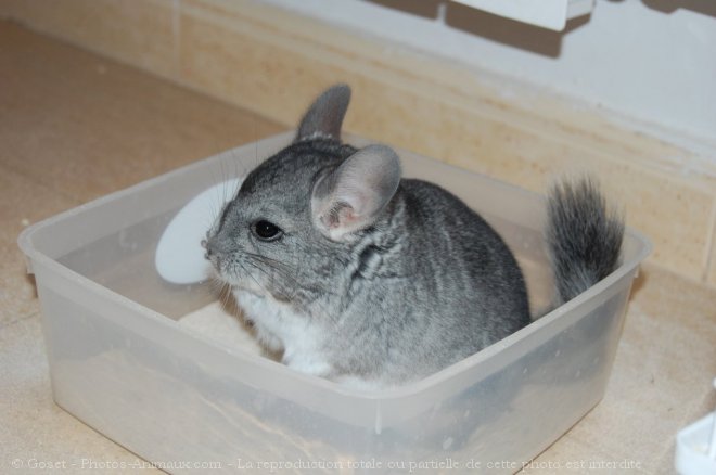 Photo de Chinchilla