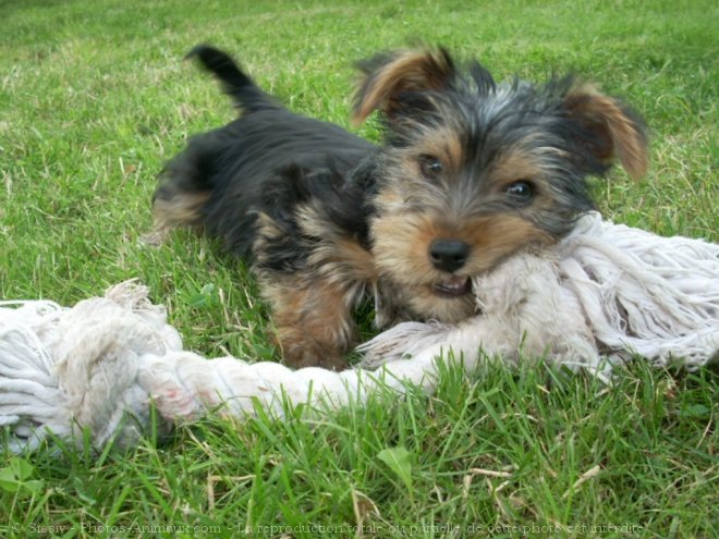 Photo de Yorkshire terrier