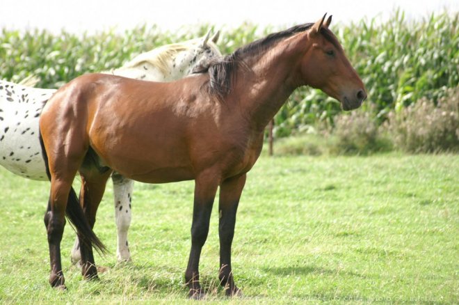 Photo de Quarter horse