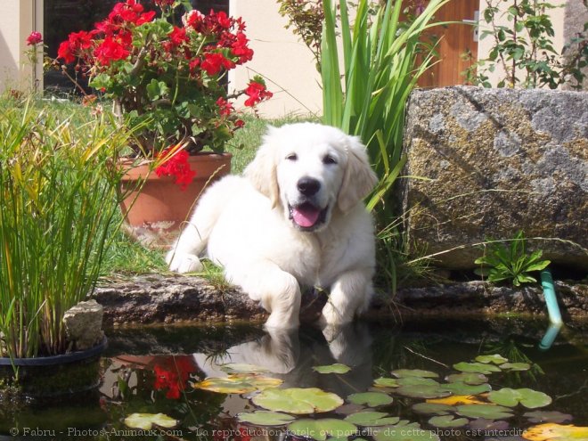 Photo de Golden retriever