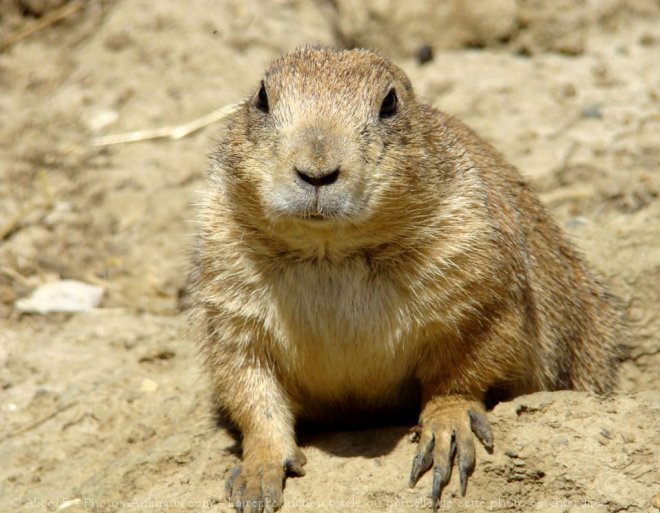 Photo de Chien de prairie