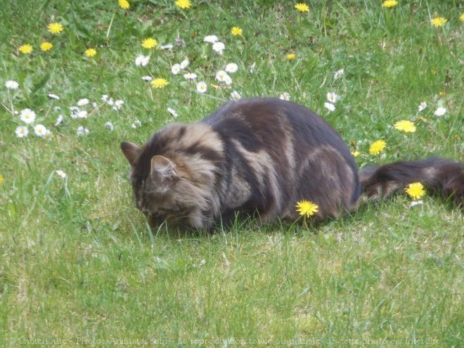 Photo de Maine coon