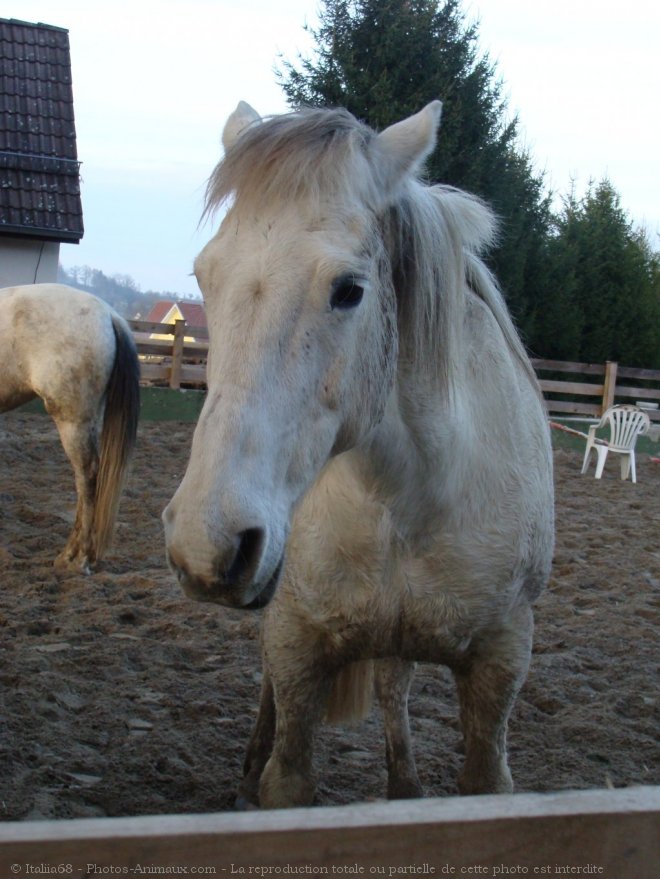 Photo de Camargue