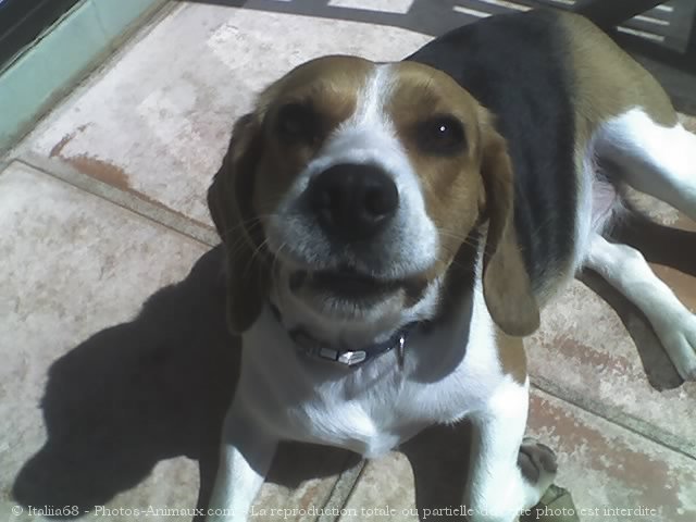 Photo de Beagle