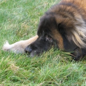 Photo de Leonberg