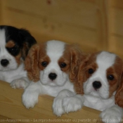 Photo de Cavalier king charles spaniel