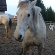 Photo de Camargue